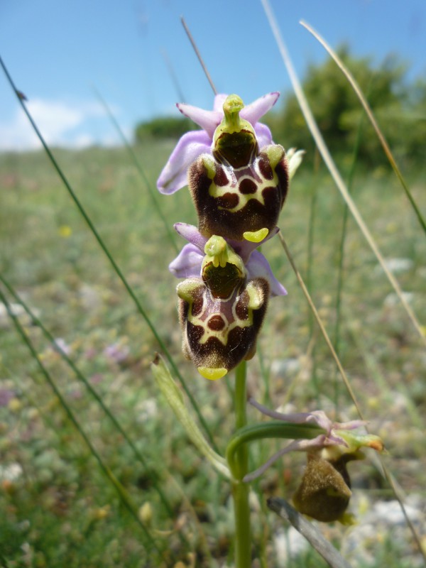 Ophrys (h.) dinarica variazioni